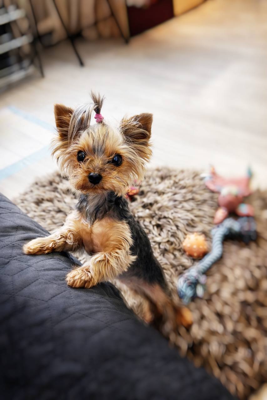 Йоркширский терьер